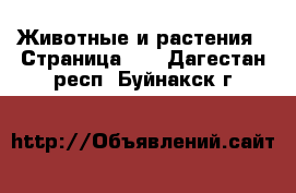  Животные и растения - Страница 10 . Дагестан респ.,Буйнакск г.